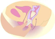 illustration on how to insert a menstrual cup